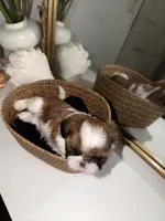 Teddy, a male Shih Tzu for sale in Riverbank, CA – 4 of 4