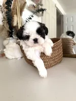 Princess , a female Shih Tzu for sale in Riverbank, CA – Photo 1 of 4