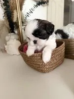 Princess , a female Shih Tzu for sale in Riverbank, CA – Photo 2 of 4