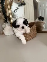 Princess , a female Shih Tzu for sale in Riverbank, CA – Photo 3 of 4