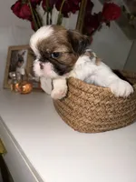 Teddy, a male Shih Tzu for sale in Riverbank, CA – 3 of 4