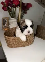 Bella, a female Shih Tzu for sale in Riverbank, CA – 3 of 6
