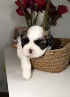 Bella, a female Shih Tzu for sale in Riverbank, CA – 2 of 6