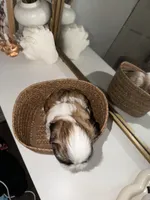 Bella, a female Shih Tzu for sale in Riverbank, CA – 6 of 6