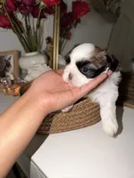 Bella, a female Shih Tzu for sale in Riverbank, CA – 4 of 6