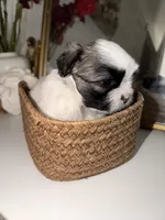 Milo, a male Shih Tzu for sale in Riverbank, CA – 3 of 4