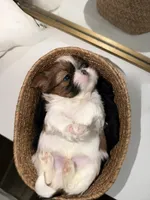 Teddy, a male Shih Tzu for sale in Riverbank, CA – 2 of 4