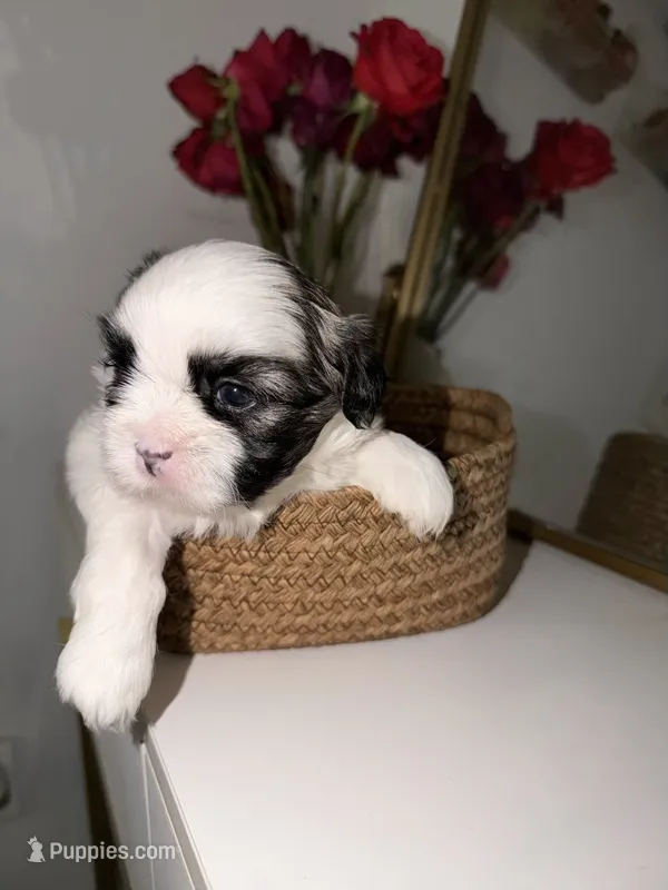 Milo – Shih Tzu puppy for sale in Riverbank, CA