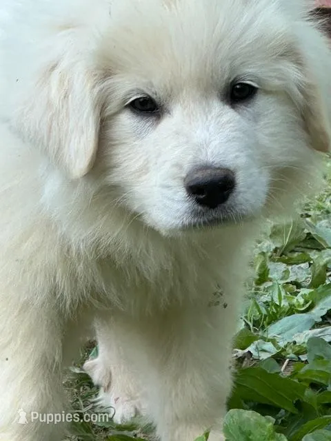 Casper, a male Great Pyrenees for sale in Lebanon, TN – Photo 1 of 1