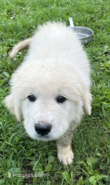 Sisi Pup 1 – Great Pyrenees puppy for sale in Lebanon, TN