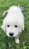 Sisi Pup 1, a female Great Pyrenees for sale in Lebanon, TN – 1 of 1