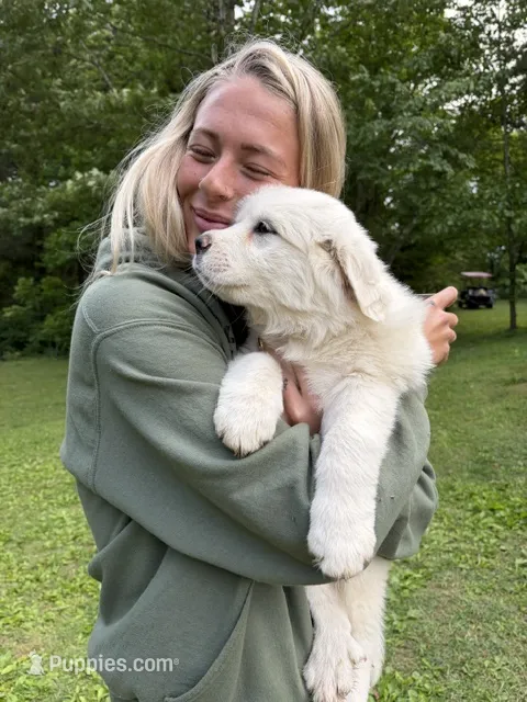 Lovey Pup – Great Pyrenees puppy for sale in Lebanon, TN