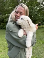Lovey Pup, a female Great Pyrenees for sale in Lebanon, TN – 1 of 1