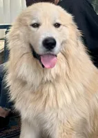 RJ, a male Great Pyrenees for sale in Lebanon, TN – Photo 5 of 5