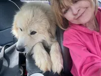 RJ, a male Great Pyrenees for sale in Lebanon, TN – Photo 4 of 5