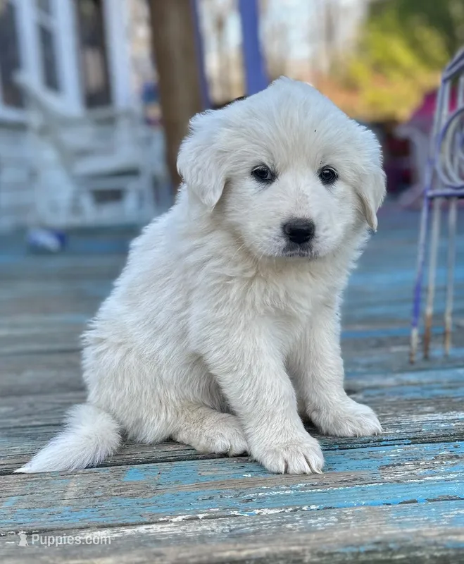 RJ – Great Pyrenees puppy for sale in Lebanon, TN