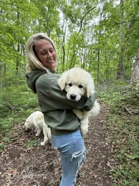 PJ – Great Pyrenees puppy for sale in Lebanon, TN