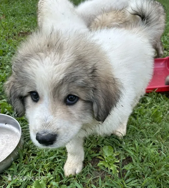 Lassie Boy – Great Pyrenees puppy for sale in Lebanon, TN