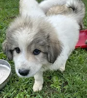 Lassie Boy, a male Great Pyrenees for sale in Lebanon, TN – 1 of 1