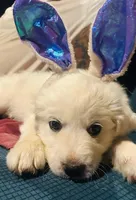 Maxine, a female Great Pyrenees for sale in Lebanon, TN – Photo 3 of 3