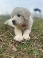 Maxine, a female Great Pyrenees for sale in Lebanon, TN – Photo 1 of 3