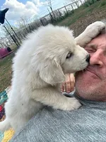 Maxine, a female Great Pyrenees for sale in Lebanon, TN – Photo 2 of 3