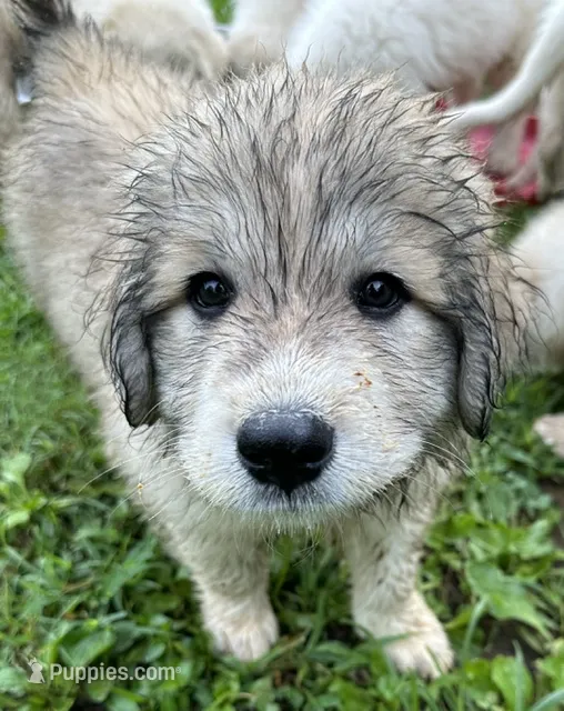 Sassy Girl – Great Pyrenees puppy for sale in Lebanon, TN