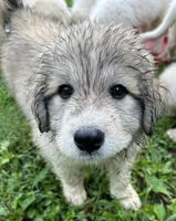 Sassy Girl, a female Great Pyrenees for sale in Lebanon, TN – 1 of 1