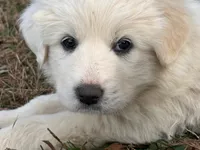 Maxx, a male Great Pyrenees for sale in Lebanon, TN – Photo 3 of 3