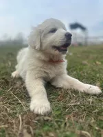 Maxx, a male Great Pyrenees for sale in Lebanon, TN – Photo 2 of 3