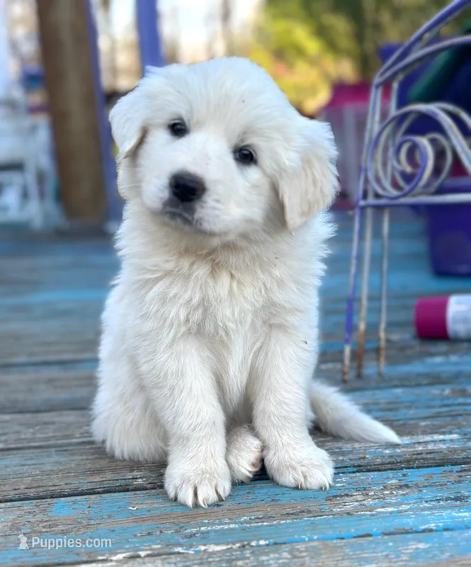 Maxx – Great Pyrenees puppy for sale in Lebanon, TN
