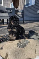 Ezra, a male Goldendoodle and Labradoodle for sale in Roberts, WI – Photo 2 of 5