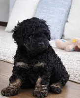 Ezra, a male Goldendoodle and Labradoodle for sale in Roberts, WI – Photo 4 of 5