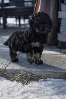 Ezra, a male Goldendoodle and Labradoodle for sale in Roberts, WI – Photo 3 of 5