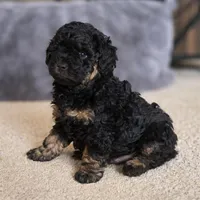 Ezra, a male Goldendoodle and Labradoodle for sale in Roberts, WI – Photo 1 of 5
