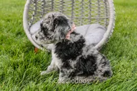 Atlas, a female Spanish Water Dog and Poodle - Miniature  for sale in Sugarcreek, OH – 4 of 7