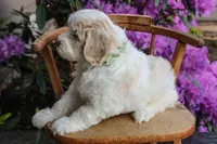 Venus, a female Spanish Water Dog and Poodle - Miniature  for sale in Sugarcreek, OH – 4 of 4