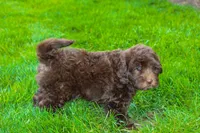 Uranus, a male Spanish Water Dog and Poodle - Miniature  for sale in Sugarcreek, OH – 4 of 4