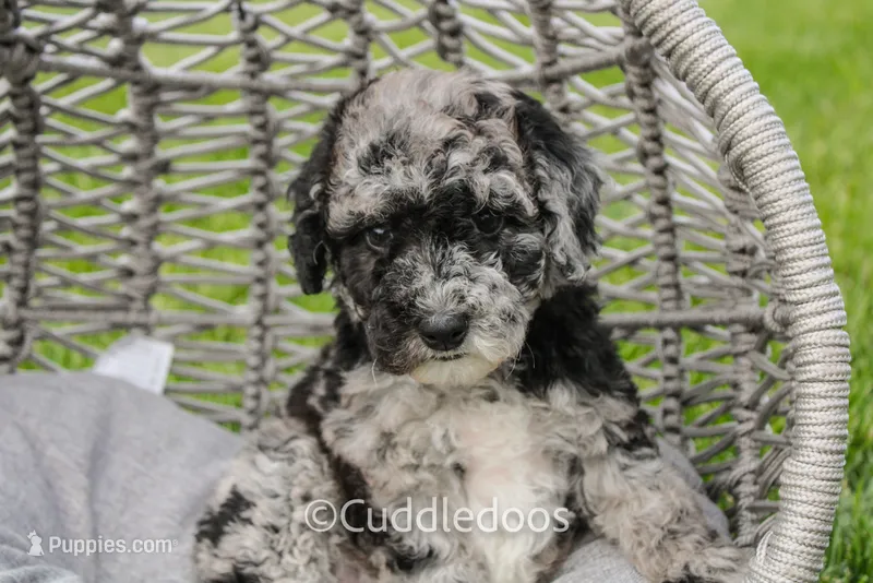 Atlas – Spanish Water Dog, Poodle - Miniature  puppy for sale in Sugarcreek, OH
