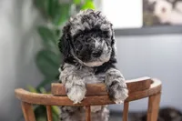 Atlas, a female Spanish Water Dog and Poodle - Miniature  for sale in Sugarcreek, OH – 3 of 7