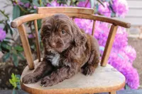 Earth, a male Spanish Water Dog and Poodle - Miniature  for sale in Sugarcreek, OH – 4 of 5