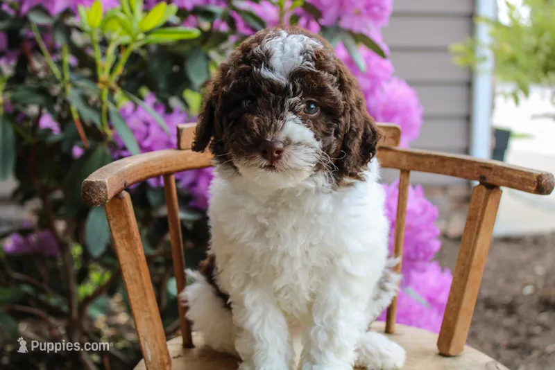 Mercury – Spanish Water Dog, Poodle - Miniature  puppy for sale in Sugarcreek, OH