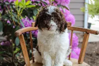 Mercury, a female Spanish Water Dog and Poodle - Miniature  for sale in Sugarcreek, OH – 2 of 5