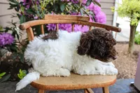 Neptune, a female Spanish Water Dog and Poodle - Miniature  for sale in Sugarcreek, OH – 5 of 5