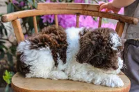 Mercury, a female Spanish Water Dog and Poodle - Miniature  for sale in Sugarcreek, OH – 3 of 5
