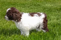 Mercury, a female Spanish Water Dog and Poodle - Miniature  for sale in Sugarcreek, OH – 5 of 5