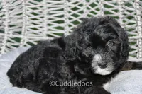 Lilac, a female Poodle - Miniature  and Sheepadoodle for sale in Sugarcreek, OH – 2 of 6