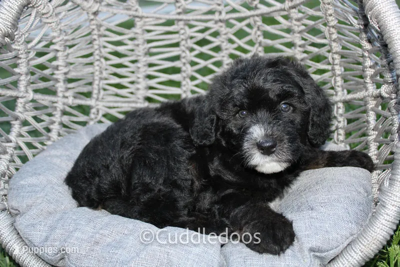 Lilac – Poodle - Miniature , Sheepadoodle puppy for sale in Sugarcreek, OH