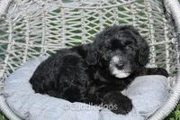 Lilac, a female Poodle - Miniature  and Sheepadoodle for sale in Sugarcreek, OH – 6 of 6