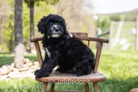 Lilac, a female Poodle - Miniature  and Sheepadoodle for sale in Sugarcreek, OH – 1 of 6